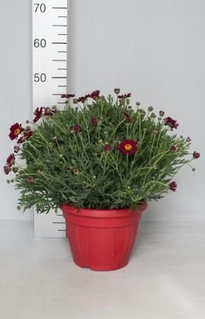 anthemis rouge buisson 25